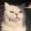 意气风发猫十八头像