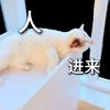 喵酱白茶头像