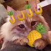 🎼MappleZS 🍍头像