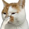 猫小屁🐱头像