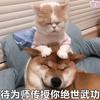 谋臣界头像
