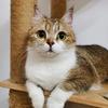 爱养猫的大葱头像
