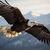 鲁奎神鹰🦅头像