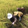 村里大妈跳不齐头像