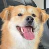 🐶小狗治愈一切（大宝）🐶头像