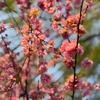 九月花头像
