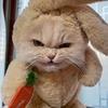 🐱痞老猫头像
