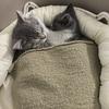 家有两猫🐈头像
