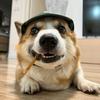 六一是吧头像