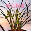 空谷幽兰头像