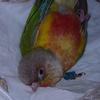 小妖与小11萌宠🦜头像