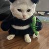 Dota2萌新（单排上分）头像