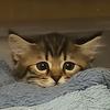熬夜猫猫头头像