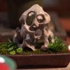 石头和他的小草们®头像