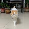 半梦一只猫头像