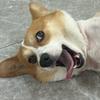 端端是条狗头像