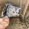 重生之我在美佳汇购物中心卖猪肉头像