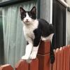 二十岁的猫头像