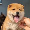 小狗汪汪叫 （淘犬）头像