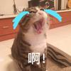 报告班长头像