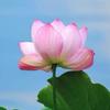 行行深🌸头像