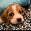 薯薯萌宠（想🐶丝信）头像