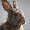野兔看动物头像