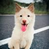 中华甜甜犬头像
