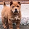 自繁纯种田园犬广西土猎头像