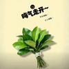 🍀    Felix头像