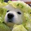 爱吃番茄头像