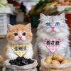 香蕉的橘子头像