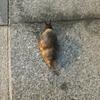 牧马城市头像