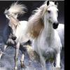 WEiXiaobao闪电⚡🥬🐎头像