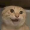 忧郁小猫饼头像