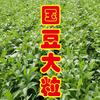 国豆大粒头像