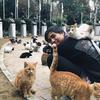 猫大黄环球吸猫头像