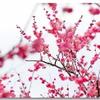 淡淡暗香头像