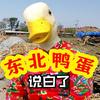 东北鸭蛋说白了头像