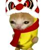 泄洪猫meme头像