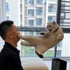 狗蛋儿是只大胖猫头像
