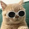 猫meme77头像