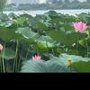 莎～头像
