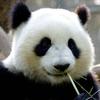 千里AIR头像