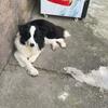 家有爱犬旺财头像
