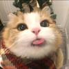 小火猫meme日记头像