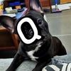 一只黑Q头像
