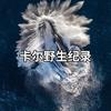 卡尔野生纪录头像