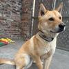 田园犬佐助头像