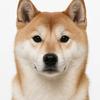 柴犬（300粉倒立绷住）头像